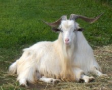 Buck Lee